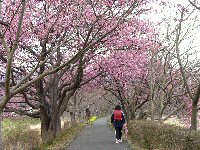 伏倉土手の桜