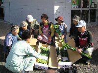 花麦収穫、出荷