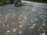 早くも散り始め