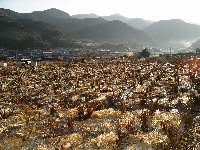 岩科地区の早朝