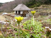 棚田のたんぽぽ