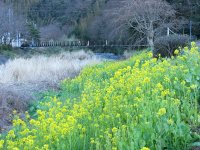しろかに橋菜の花