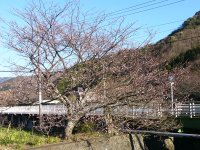 船田橋の桜