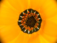 アフリカキンセンカ