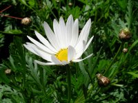 岩地マーガレット