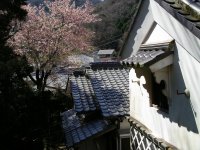 石部の禅宗院桜