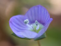 オオイヌノフグリ