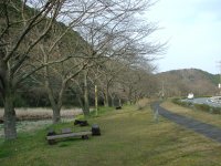 那賀バイパス桜