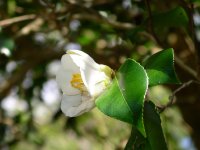 白花ヤブツバキ