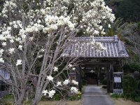 岩科天然寺ハクモクレン