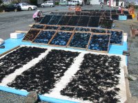 石部ひじき干し