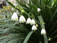 スズランスイセン