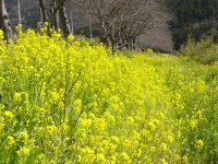 那賀川沿いの菜の花