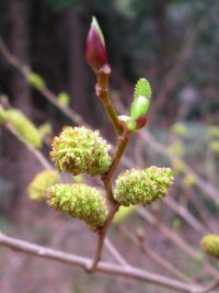 ヤシャブシの花