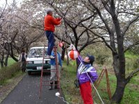 地域おこしの会桜並木提灯取り付け