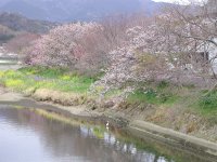 宮ノ前橋下流桜