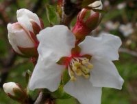 ユスラウメの花