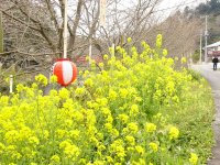大沢温泉菜の花