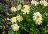 シロバナタンポポ