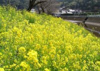 岩科川沿いの菜の花