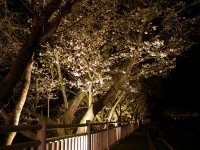 那賀桜ライトアップ