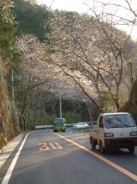 室岩洞の桜