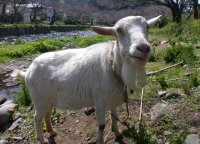 大沢の山羊
