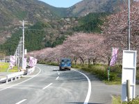 那賀バイパス桜