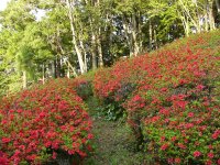 牛原山のツツジ
