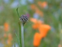 那賀花畑矢車草
