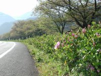 那賀バイパスツツジ