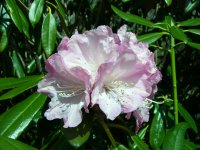 長九郎山シャクナゲ