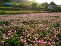 レンゲ畑の夕景