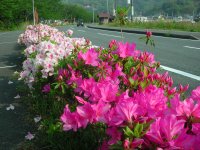 那賀バイパスツツジ