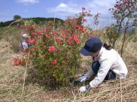天神原山ツツジ草刈り