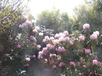 長九郎山シャクナゲ