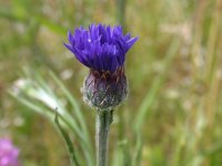 矢車草咲き始めました