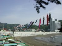 松崎海岸鯉のぼり