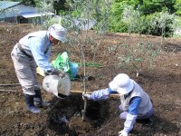 オリーブ園植樹