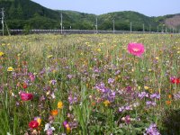 那賀花畑は明日から花摘みができます