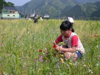 那賀花畑花摘み