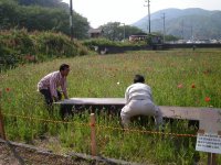 松崎高校吹奏楽部「田んぼをつかった花畑」演奏会準備