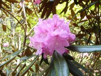 長九郎山植栽シャクナゲ