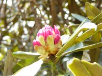 長九郎アマギシャクナゲ