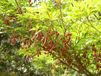 ドウダンツツジ