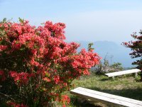 高通山のツツジ