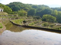 石部の棚田