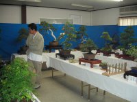 文化協会盆栽展