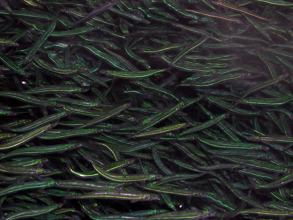 海中のキビナゴ