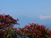 高通山のツツジ